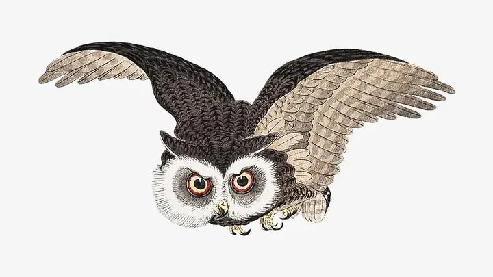Owl Woodblock, Aesthetic Art, Animal & Birds, Animal & Birds B