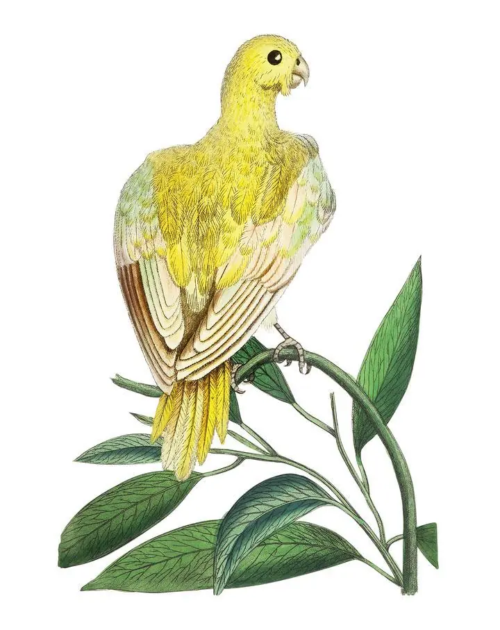 Pale Parrakeet, Aesthetic Art, Animal & Birds, Animal & Birds B