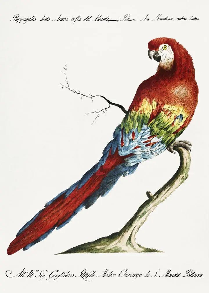 Pappagallo Detto Arara Rossa, Aesthetic Art, Animal & Birds, Animal & Birds B