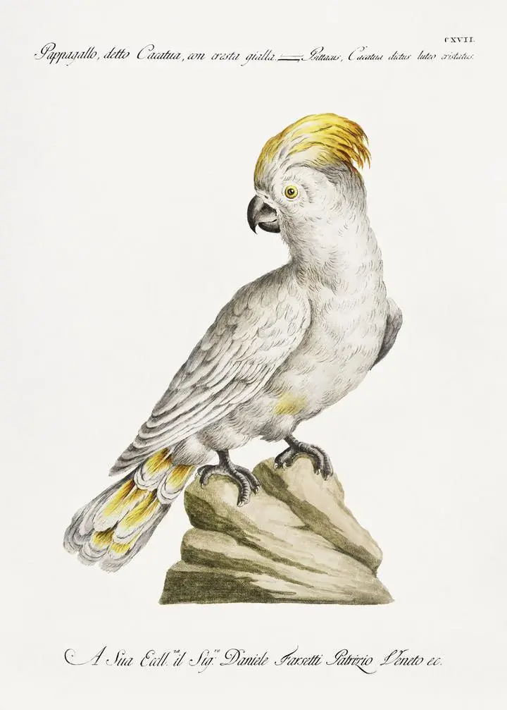 Pappagallo- Detto Cacatua, Aesthetic Art, Animal & Birds, Animal & Birds B