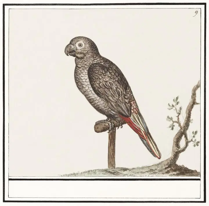 Parrot 1596-1610 2, Aesthetic Art, Animal & Birds, Animal & Birds B