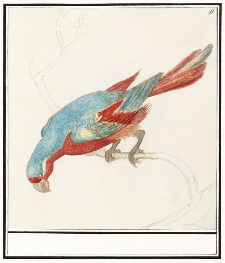 Parrot 1596-1610, Aesthetic Art, Animal & Birds, Animal & Birds B