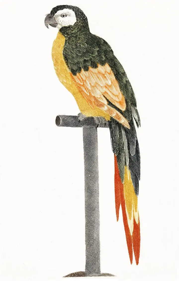 Parrot On Stick, Aesthetic Art, Animal & Birds, Animal & Birds B