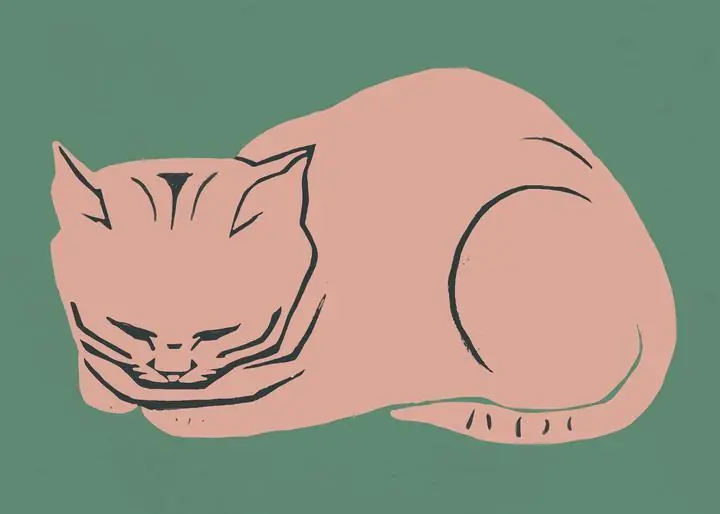 Peach Cat, Aesthetic Art, Animal & Birds, Animal & Birds B