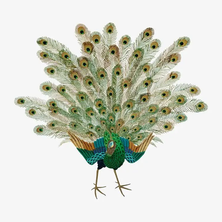 Peacock Showing Off, Aesthetic Art, Animal & Birds, Animal & Birds B