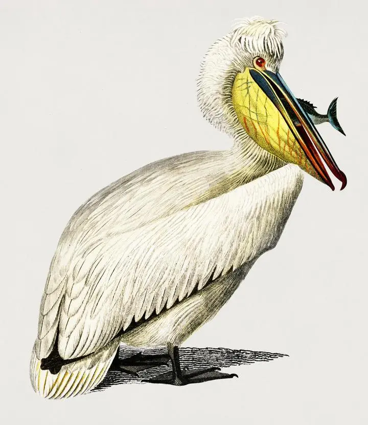 Pelican Pelecanus, Aesthetic Art, Animal & Birds, Animal & Birds B