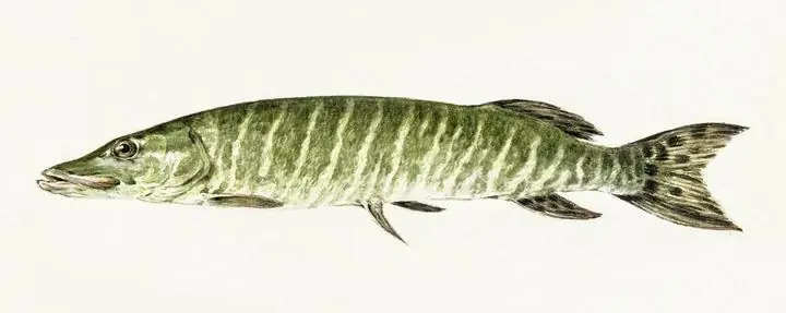 Pike, Aesthetic Art, Animal & Birds, Animal & Birds B