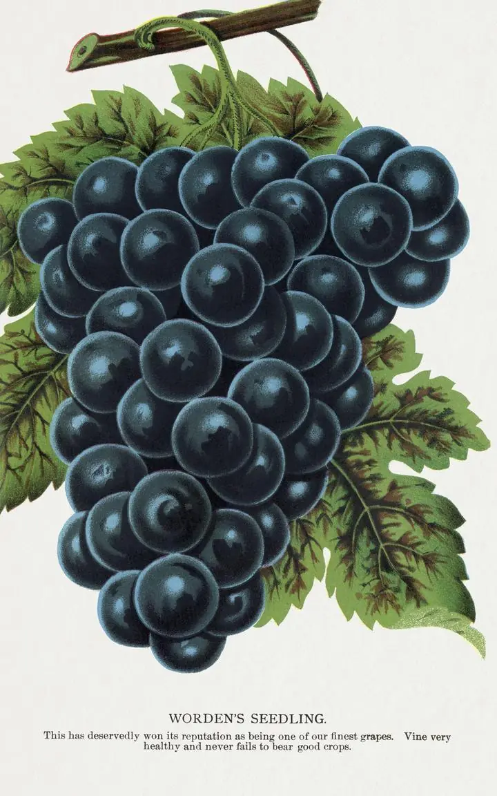 Purple Grapes Bunch, Aesthetic Art, Fruits
