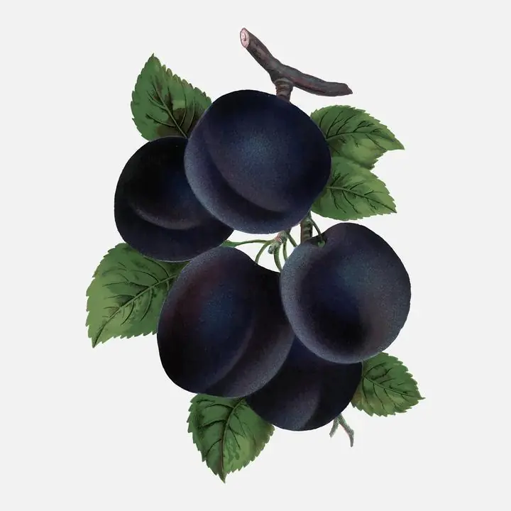 Purple Grapes Cluster, Aesthetic Art, Fruits