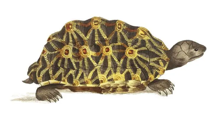 Radiated Tortoise Or Oval Tortoise, Aesthetic Art, Animal & Birds, Animal & Birds B