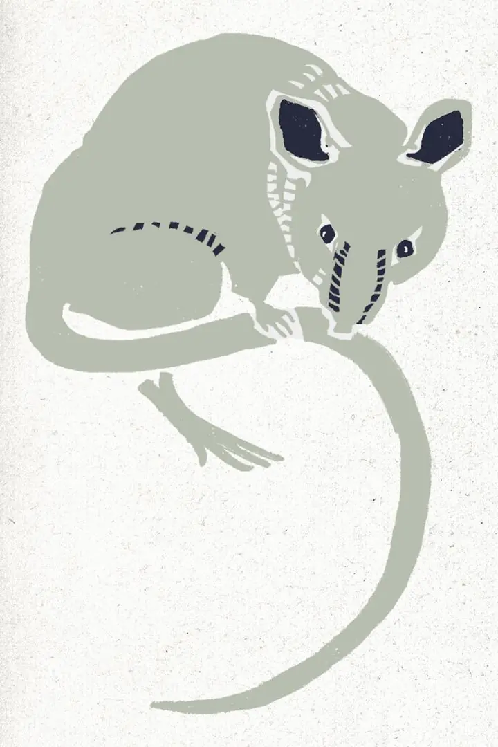 Rat, Aesthetic Art, Animal & Birds, Animal & Birds B