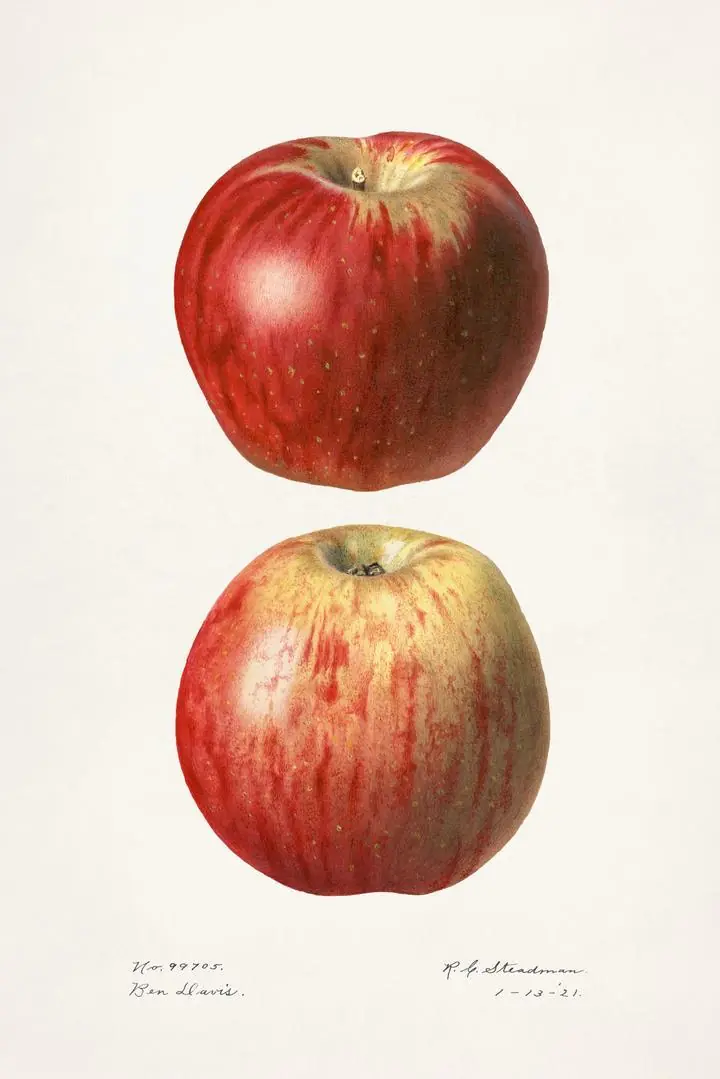 Red Apple 5, Aesthetic Art, Fruits