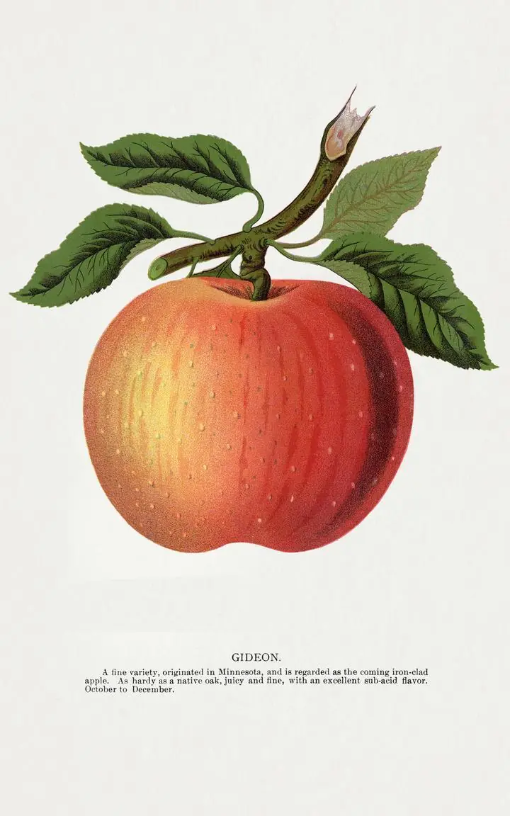 Red Apple 9, Aesthetic Art, Fruits