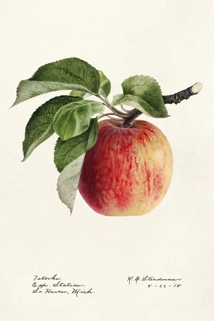 Red Apple With Leaves 2, Aesthetic Art, Fruits