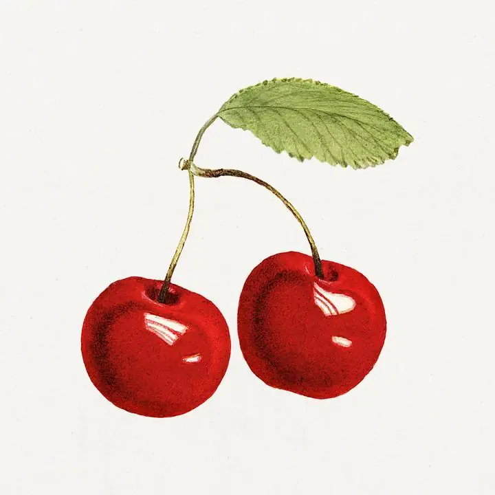 Red Cherries 4, Aesthetic Art, Fruits