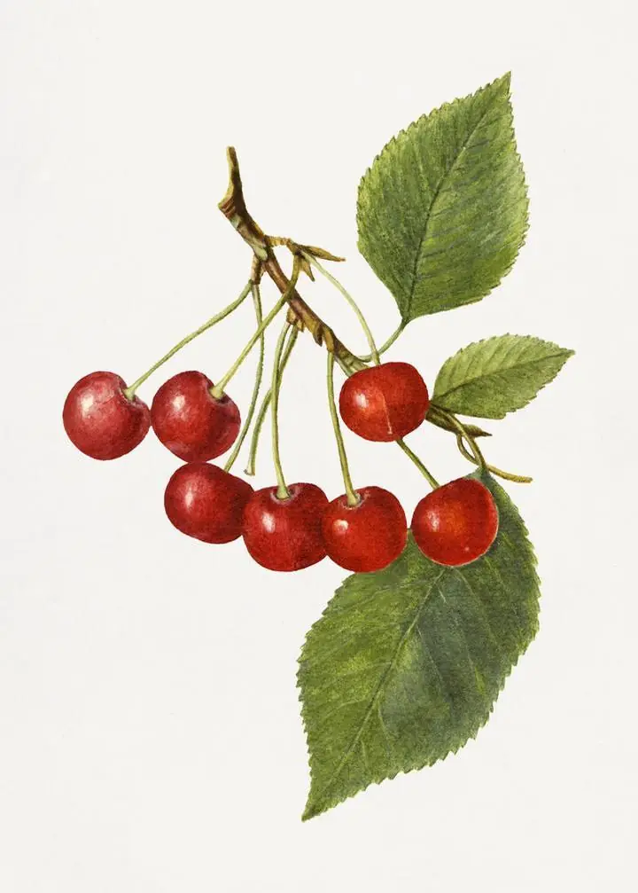 Red Cherries Branch 2, Aesthetic Art, Fruits