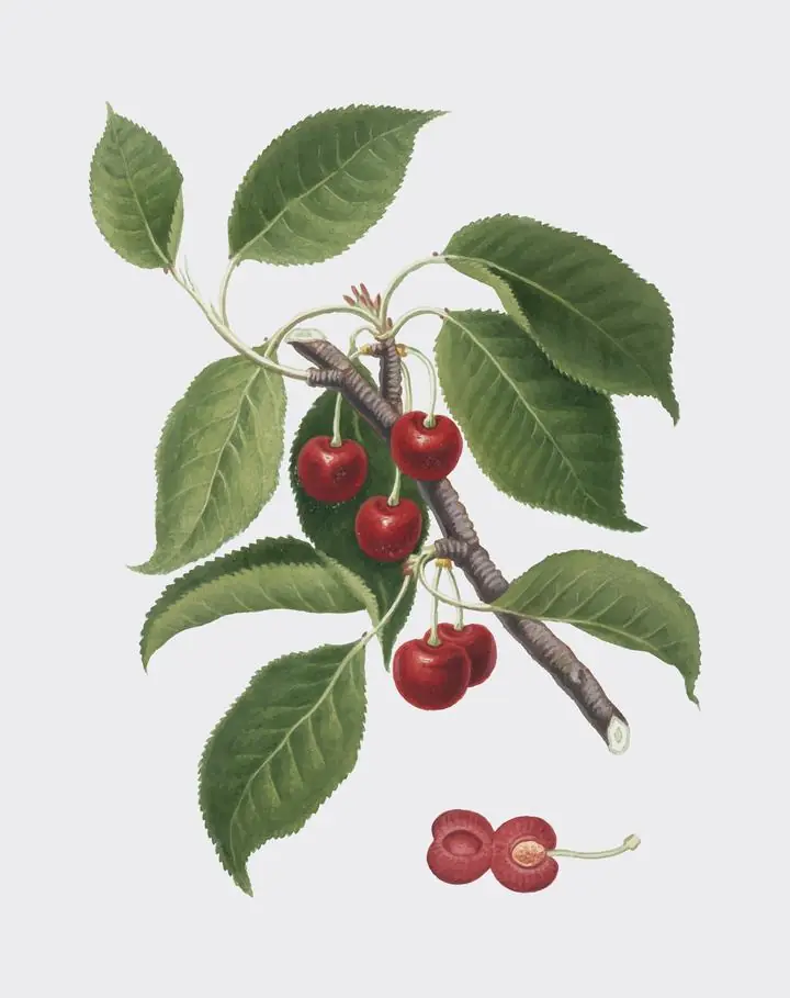 Red Cherries Branch, Aesthetic Art, Fruits