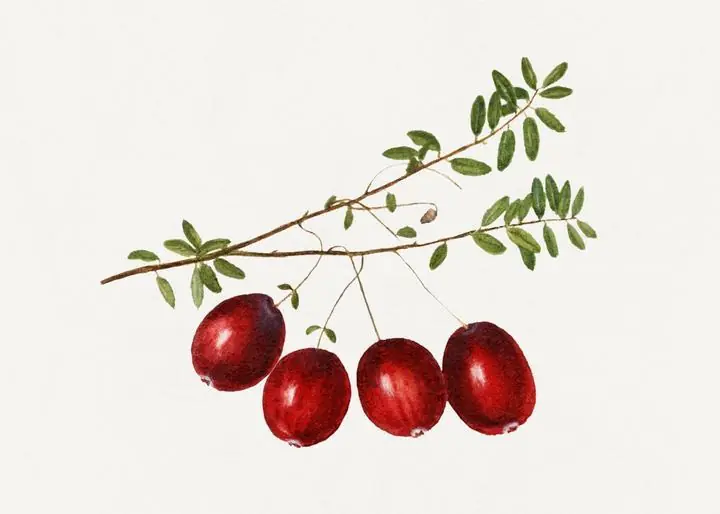 Red Goji Berries Branch, Aesthetic Art, Fruits
