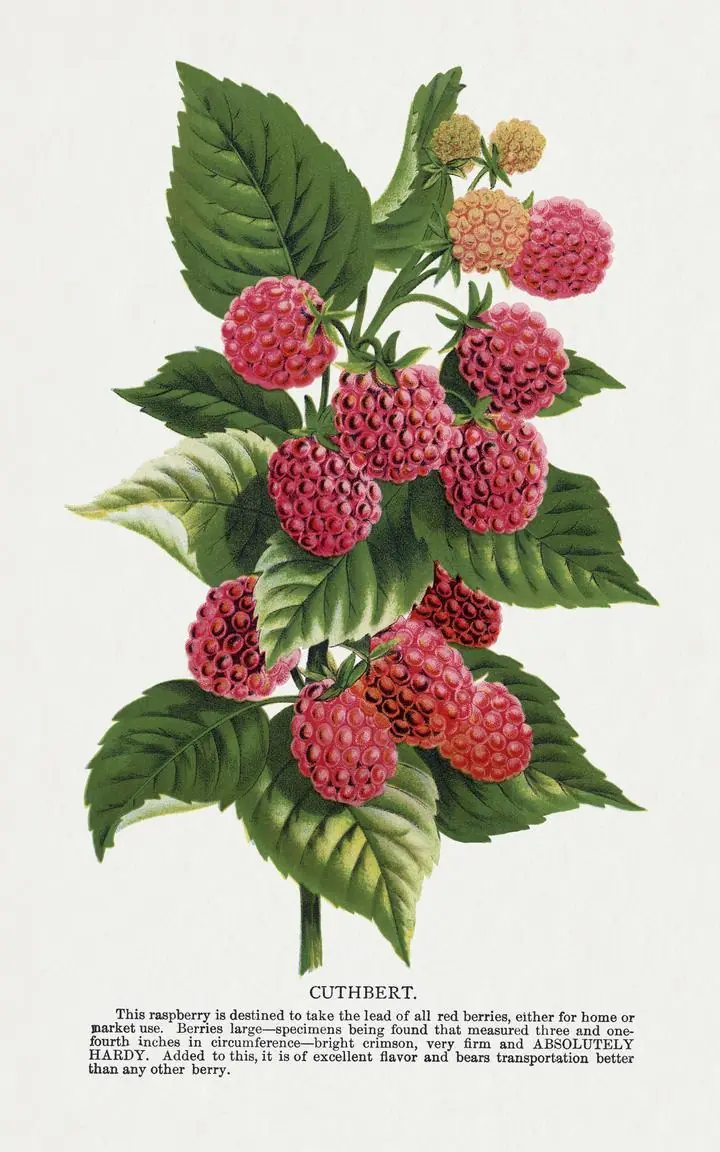 Red Raspberries 2, Aesthetic Art, Fruits