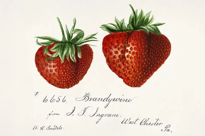 Red Strawberries 4, Aesthetic Art, Fruits