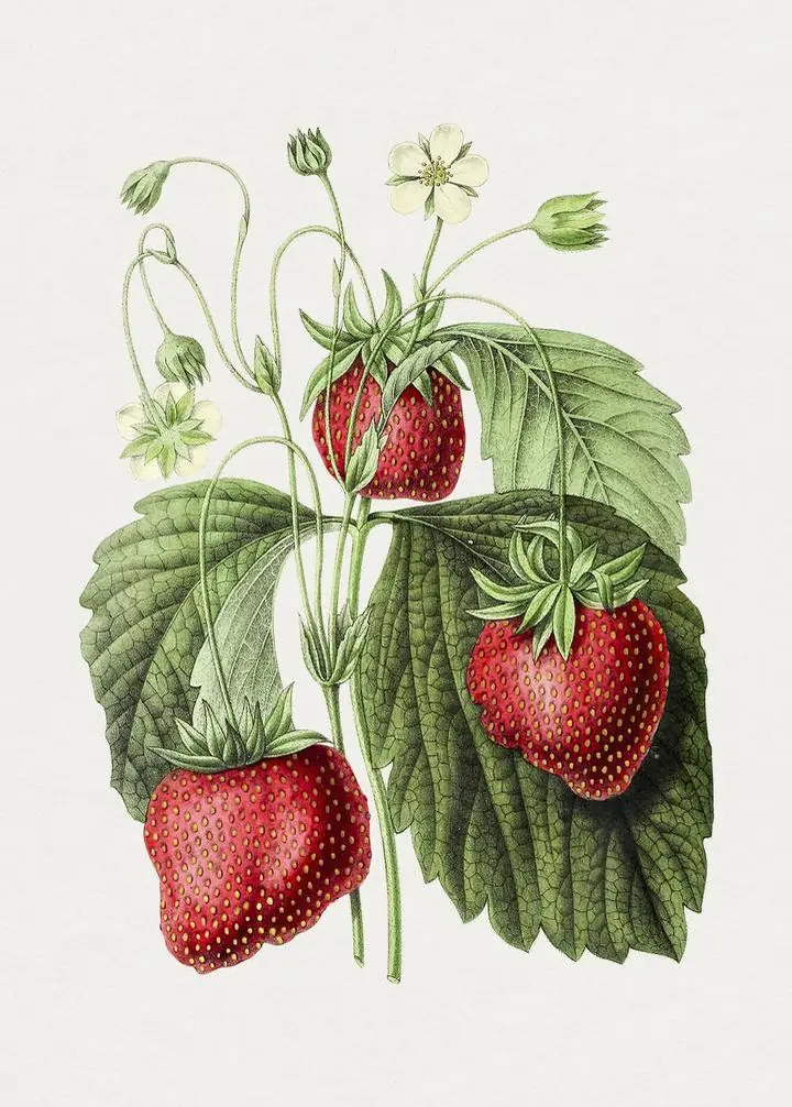 Red Strawberries Plant, Aesthetic Art, Fruits