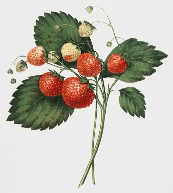 Red Strawberries With Green Leaves, Aesthetic Art, Fruits