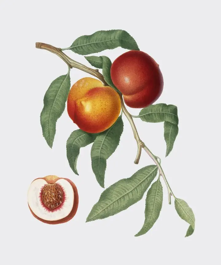 Red Yellow And Green Peach, Aesthetic Art, Fruits