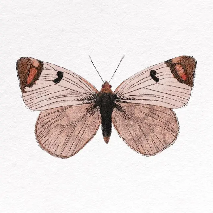 Red Butterfly Collage, Aesthetic Art, Animal & Birds, Animal & Birds B