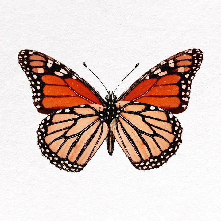 Red Butterfly Collage Element, Aesthetic Art, Animal & Birds, Animal & Birds B