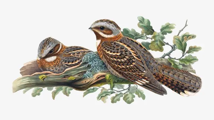 Red-Necked Nightjar Bird, Aesthetic Art, Animal & Birds, Animal & Birds B