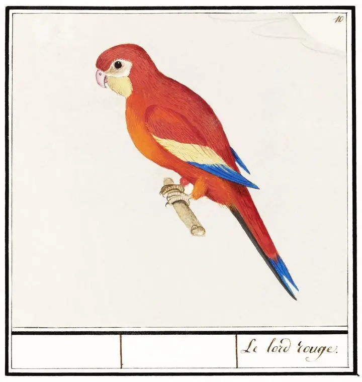 Red Parrot 1596-1610, Aesthetic Art, Animal & Birds, Animal & Birds B