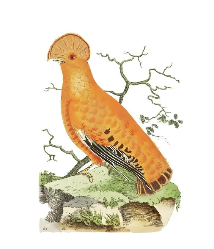 Rock Manakin, Aesthetic Art, Animal & Birds, Animal & Birds B