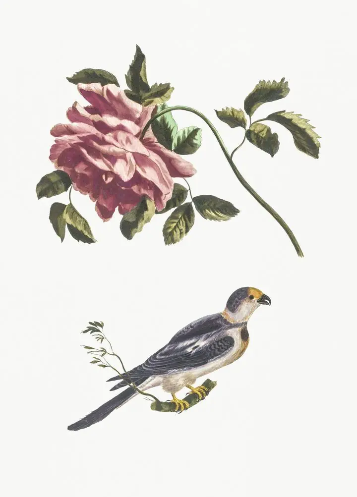 Rose And A Parakeet, Aesthetic Art, Animal & Birds, Animal & Birds B