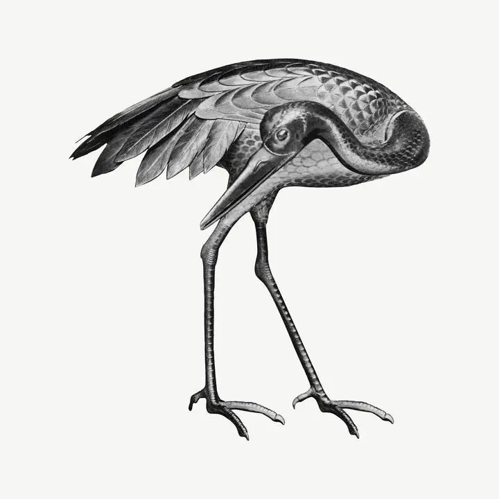 Sarus Crane Bird, Aesthetic Art, Animal & Birds, Animal & Birds B