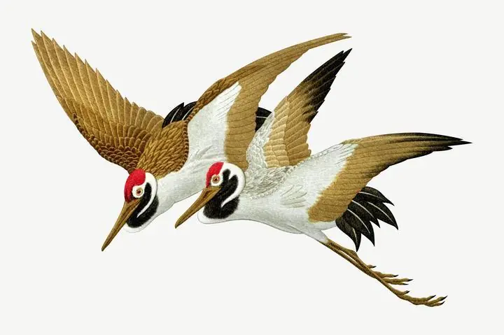 Sarus Crane Flying, Aesthetic Art, Animal & Birds, Animal & Birds B
