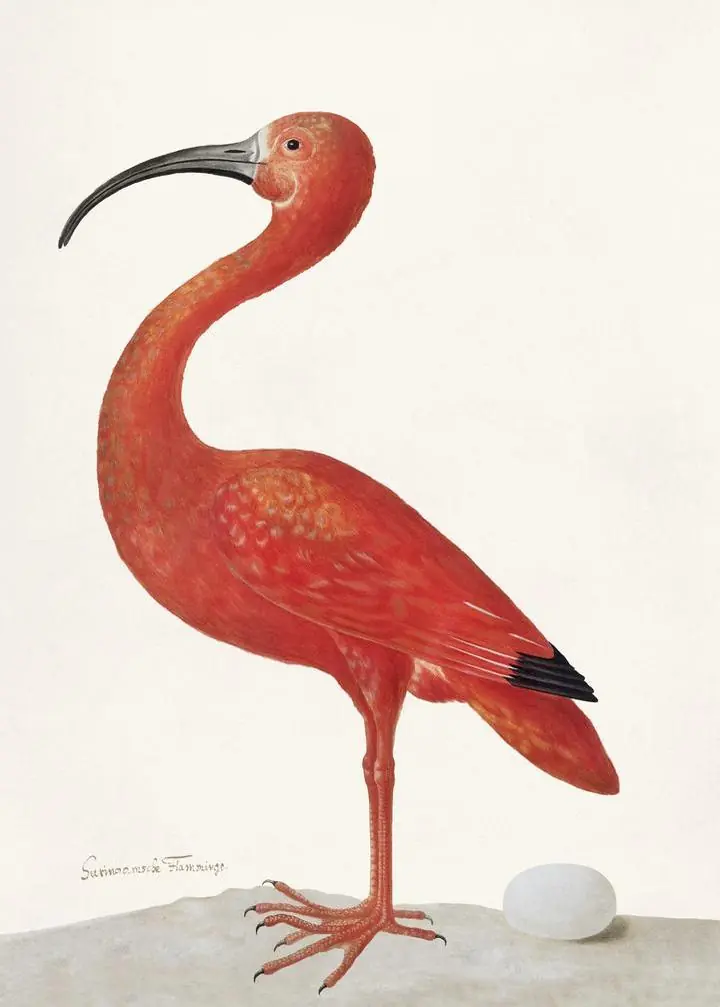 Scarlet Ibis With An Egg 1699-1700, Aesthetic Art, Animal & Birds, Animal & Birds B