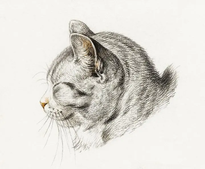 Sketch Of A Cat 2, Aesthetic Art, Animal & Birds, Animal & Birds B