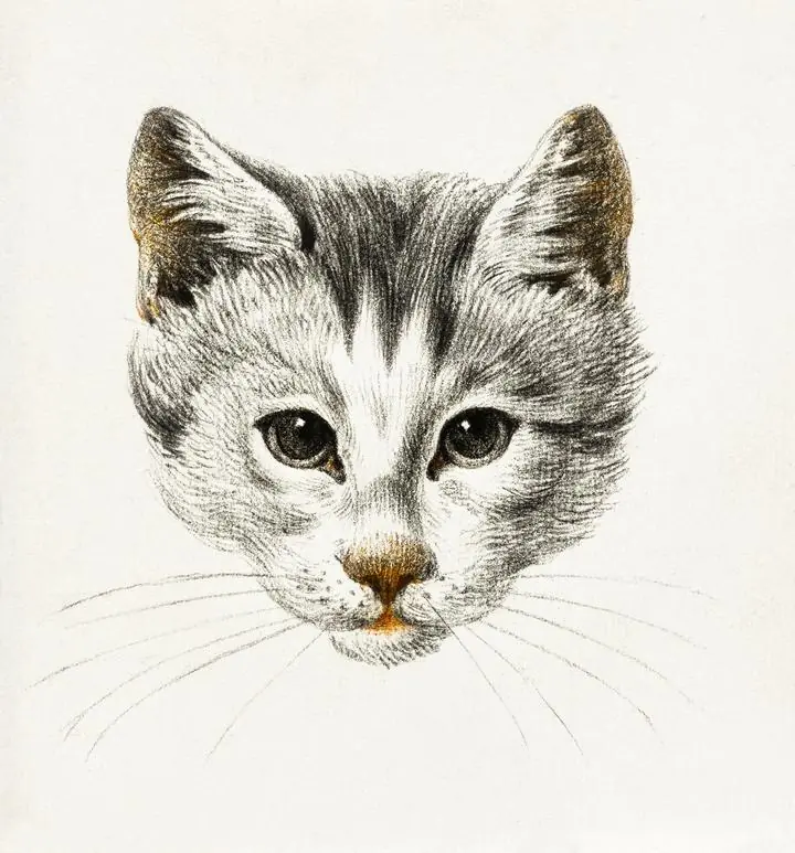 Sketch Of A Cat, Aesthetic Art, Animal & Birds, Animal & Birds B