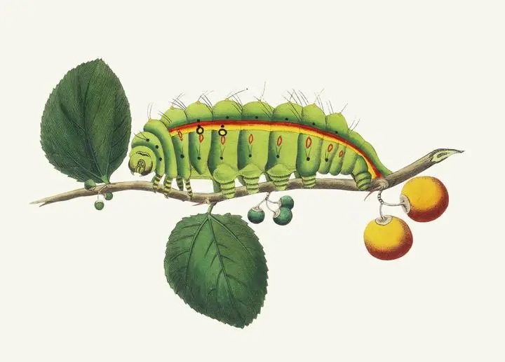 South India Small Tussore Caterpillar, Aesthetic Art, Animal & Birds, Animal & Birds B