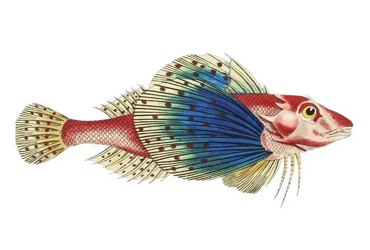 Spotted Gurnard Illustration, Aesthetic Art, Animal & Birds, Animal & Birds B