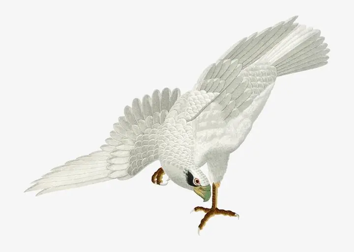 Sulphur-Crested Cockatoo, Aesthetic Art, Animal & Birds, Animal & Birds B