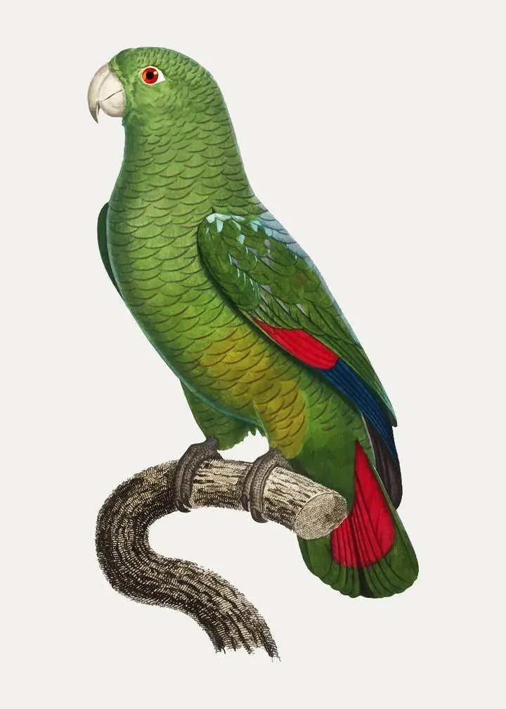 The Black-Billed Amazon Amazona Agilis, Aesthetic Art, Animal & Birds, Animal & Birds B
