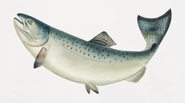 The California Salmon, Aesthetic Art, Animal & Birds, Animal & Birds B