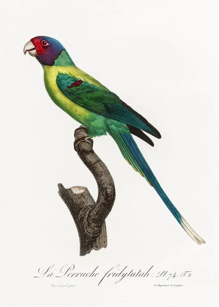 The Plum-Headed Parakeet, Aesthetic Art, Animal & Birds, Animal & Birds B
