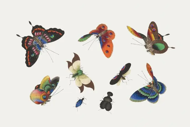 The Qing Dynasty, Aesthetic Art, Animal & Birds, Animal & Birds B