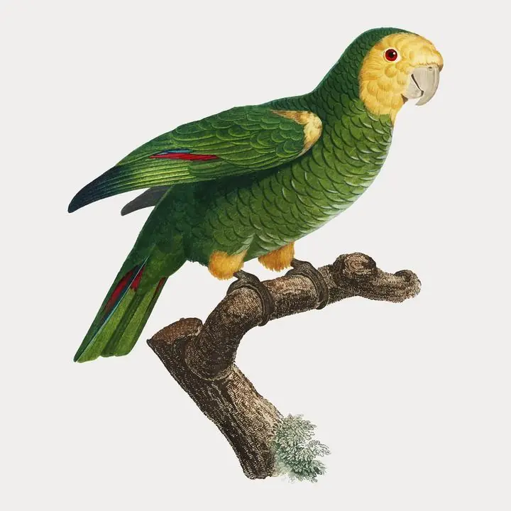 The Yellow-Shouldered Parrot, Aesthetic Art, Animal & Birds, Animal & Birds B
