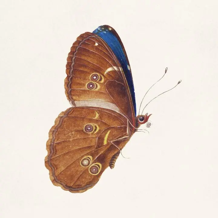 The Details Of A Brown Butterfly, Aesthetic Art, Animal & Birds, Animal & Birds B