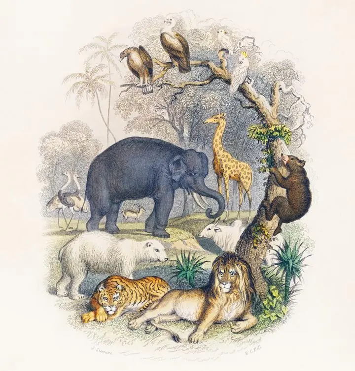 The Earth And Animated Nature, Aesthetic Art, Animal & Birds, Animal & Birds B