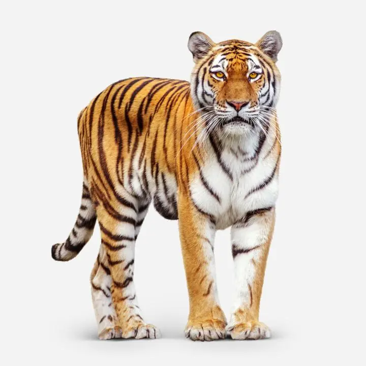Tiger Sticker, Aesthetic Art, Animal & Birds, Animal & Birds B