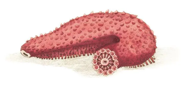 Tremulous Holothuria Seaslug, Aesthetic Art, Animal & Birds, Animal & Birds B